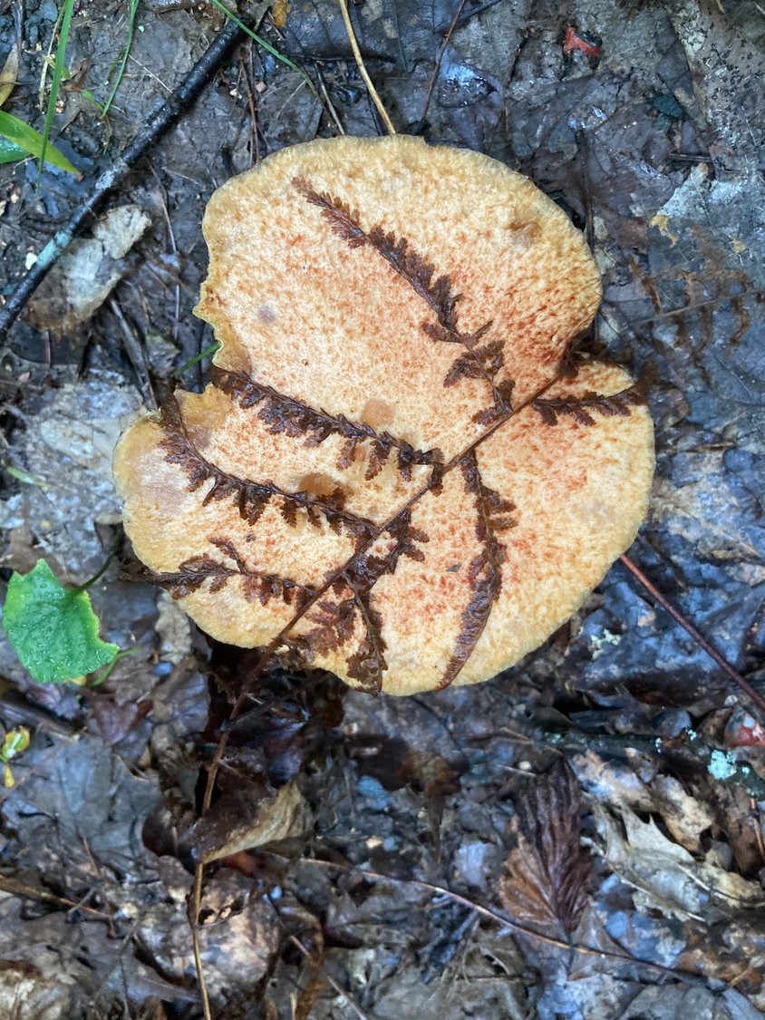A fern’s final rest atop a fading fungus is an artful expression of impermanence.